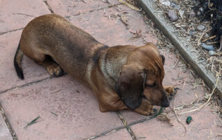 A dachshund puppy stares closely at a large green beetle on the ground