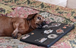 An old dachshund with his head resting on a laptop computer