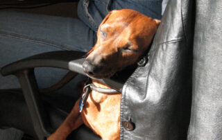 A dachshund sleeping in an office chair with his head on the armrest