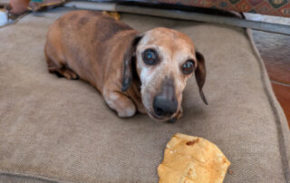 An old dachshund sitting on a dog bed with a rawhide chew