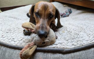 A dachshund with a fabric sheep toy