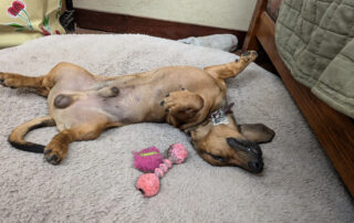 A dachshund puppy asleep on his back on a dog bed next to two dog toys