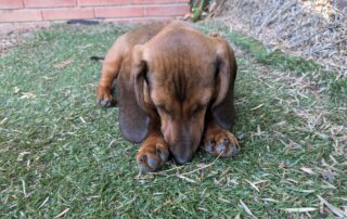 A puppy asleep face down in the grass