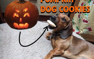 A jack o' lantern next to a puppy eating a dog cookie