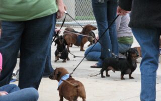 Dachshunds on leashes looking in every direction