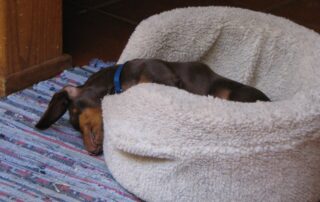 A chocolate Dachshund napping in a dog bed