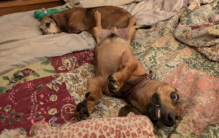 A dachshund laying on his back with another dachshund laying on his side