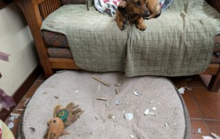 A dachshund on a couch looking over a dogbed full of debris