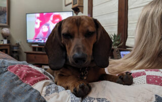 A dachshund on the back of a couch squinting at you