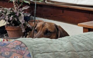 A dog's head peering above the back of a couch