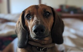 A dachshund looking that the camera