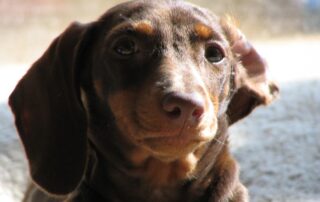 A dachshund puppy