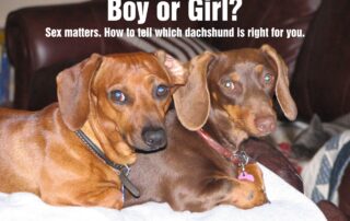 A pair of dachshunds sitting on a dog bed looking at the camera