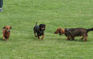 3 Dachshunds playing in a field