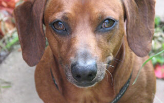 A closeup of a dachshund's face so you can see the prominent "eyeliner" coloring around his eyes