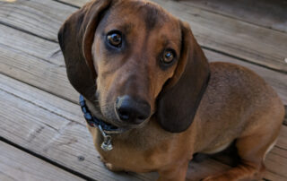 A brown dachshund puppy