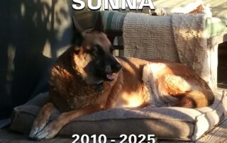 A German shepherd sitting on a dog bed