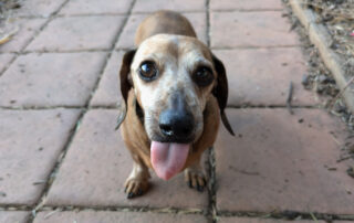 Dachshunds are the best breed of dog
