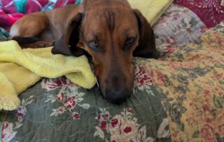 A dachshund laying on a bed with a sullen look on its face