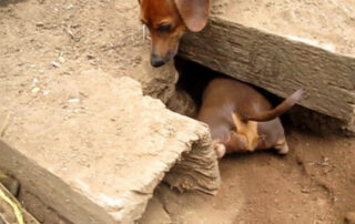 A dachshund watching another dachshund dig
