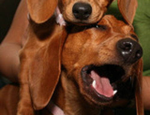 Dachshunds, Every Place You Look!
